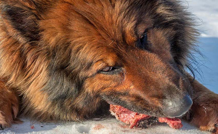 7 Benefits of Organ Meats for Dogs and Cats by PetWell